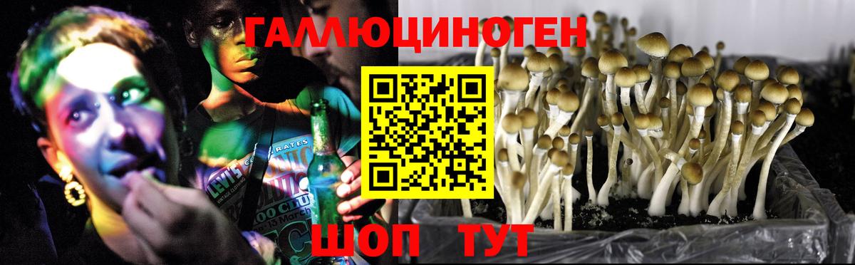Псилоцибиновые грибы мицелий  Вход с VPN  Кемерово 